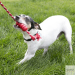 KONG Dental c/ Corda