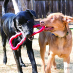 KONG Tug | GORKY PETS
