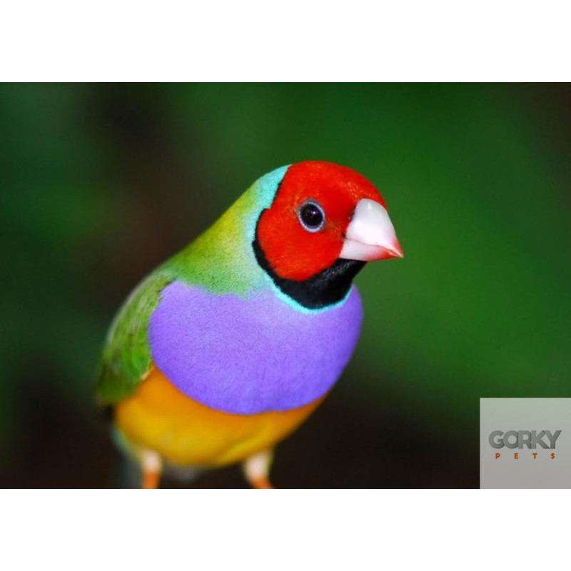 Ninho de Madeira - Diamantes Gould