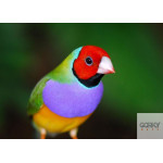 Ninho de Madeira - Diamantes Gould