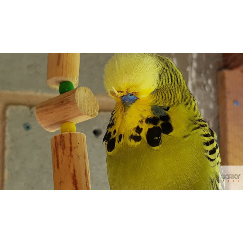 Ninho de Madeira - Periquito Inglês