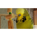 Ninho de Madeira - Periquito Inglês