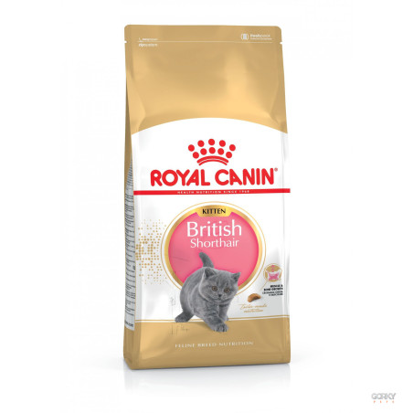 Royal Canin British Shorthair Kitten – Ração Seca Superpremium para Gatinhos