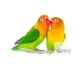 Ninho de Madeira - Agapornis | GORKY PETS