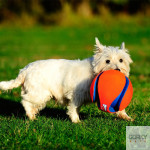 CHUCKIT! Kick Fetch | GORKY PETS