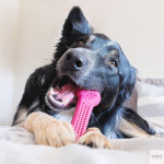 Pet Qwerks Flavorit Brinquedo com Sabor a Bacon | GORKY PETS