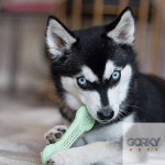 Pet Qwerks Flavorit Brinquedo c/ sabor a Menta | GORKY PETS