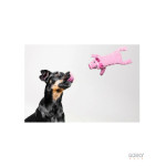 Peluche de Cão para colocar garrafa de plástico | GORKY PETS