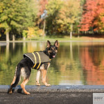 Colete salva-vidas para cães do Exército dos EUA | GORKY PETS