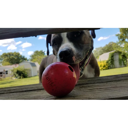 KONG Classic Ball | GORKY PETS