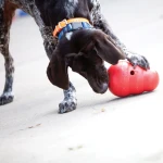 KONG Wobbler | GORKY PETS