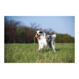 LIKER CORD - Bola com Corda para Cão - PULLER | GORKY PETS