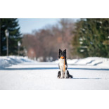 LIKER LINE - Bola com Corda para Cão - PULLER | GORKY PETS