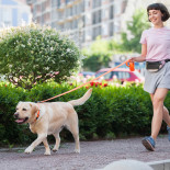 EVOLUTOR - a coleira mais durável do mundo - COLLAR | GORKY PETS