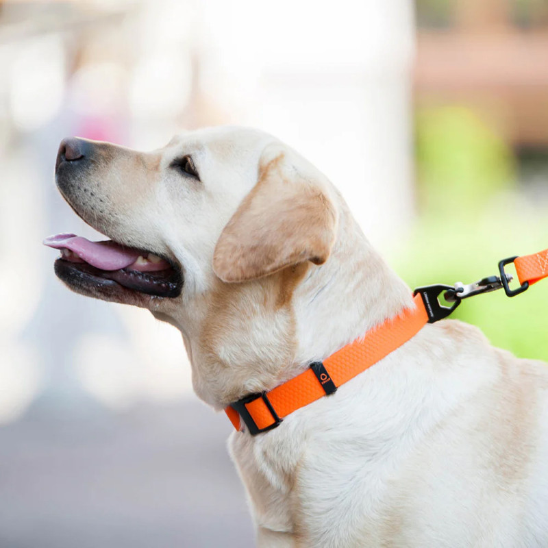 EVOLUTOR - a coleira mais durável do mundo - COLLAR | GORKY PETS