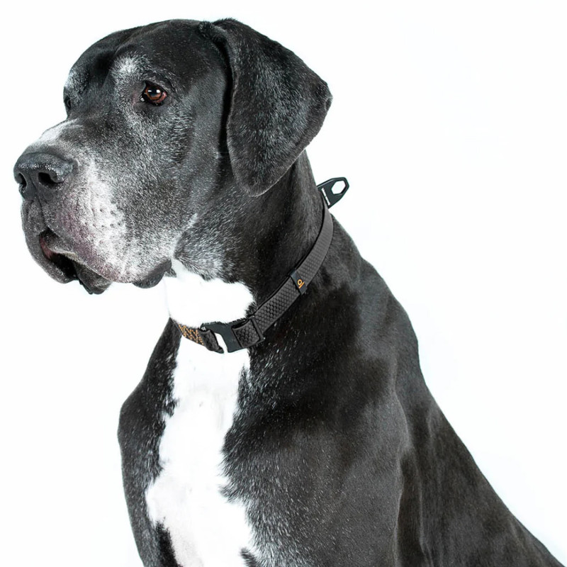 EVOLUTOR - a coleira mais durável do mundo - COLLAR | GORKY PETS