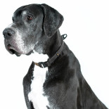 EVOLUTOR - a coleira mais durável do mundo - COLLAR | GORKY PETS