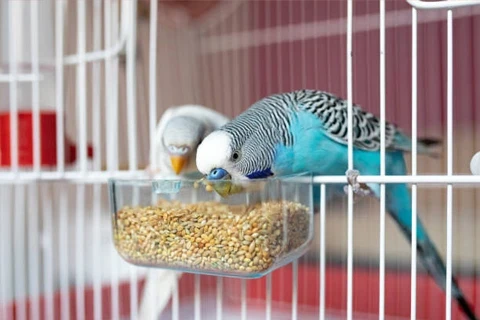 Alimentação para Aves | GORKY PETS