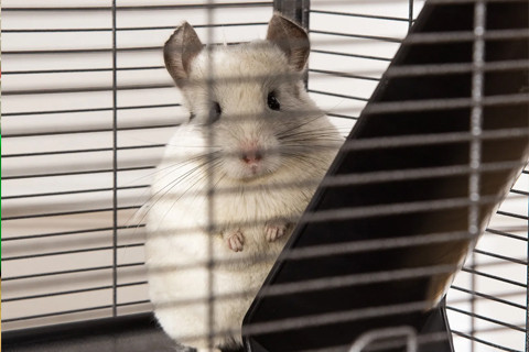 Gaiolas | GORKY PETS