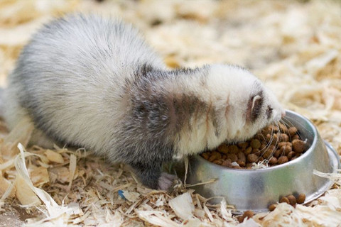 Alimentação | GORKY PETS