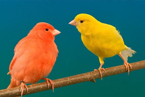 Alpista para Canário | Gorky Pets