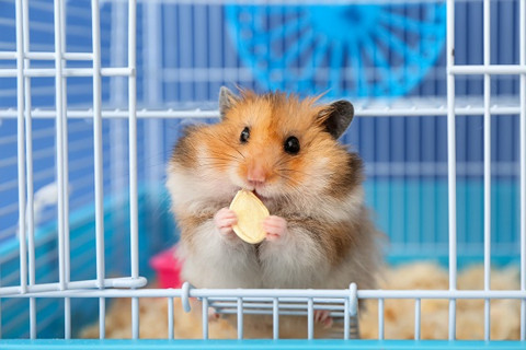 Alimentação para Hamster | Gorky Pets