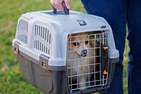 Transportadoras de Mão