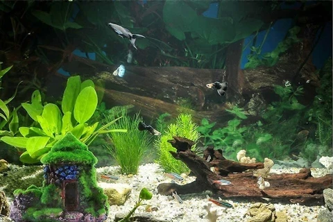 Decoração para Peixes | GORKY PETS