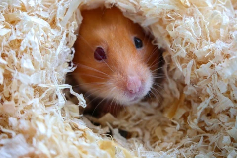 Grooming & Higiene para Roedores