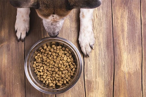 Alimentação Seca para Cão