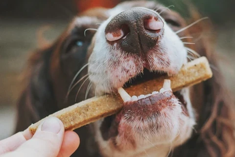 Snacks para Cão