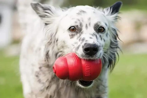 Brinquedos para Cão