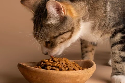 Alimentação para Gato | GORKY PETS