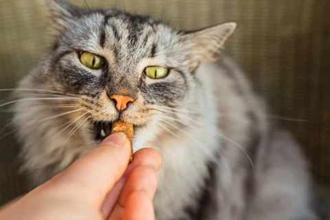 Snacks para Gato