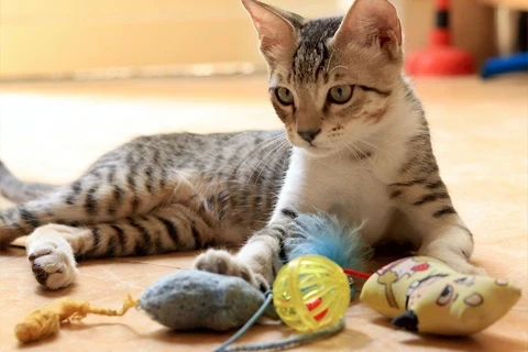 Acessórios para Gato | GORKY PETS